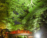 「青もみじのライトアップ」の画像1