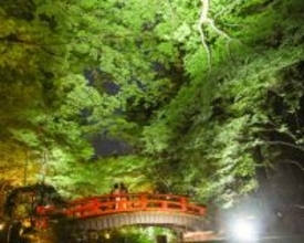 青もみじのライトアップ