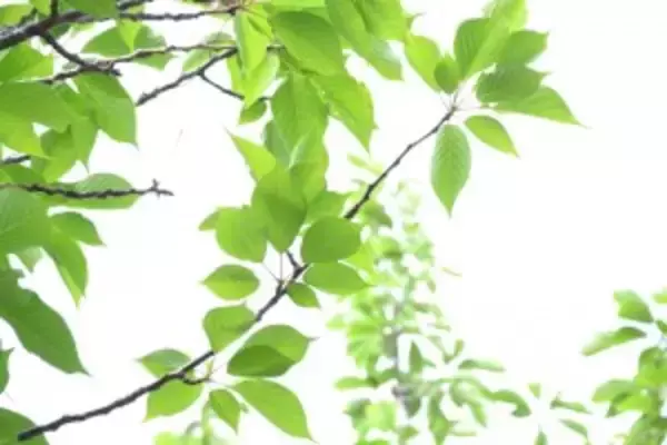 自動車運転での死亡事故はなぜ罪が軽いのか？