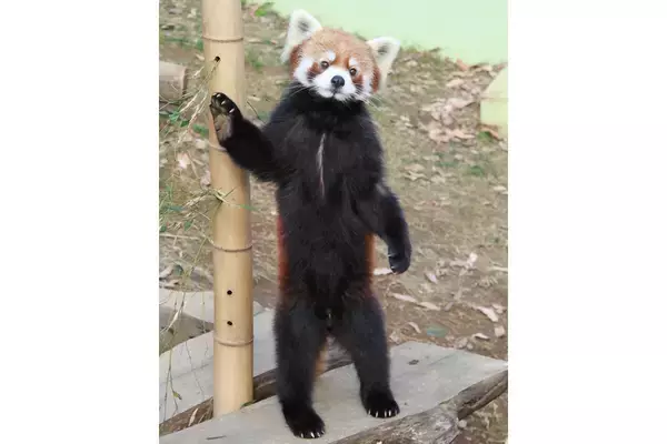 《人間なら100歳超》レッサーパンダの風太くんが23歳に！世界に広がる子孫の“驚きの数”