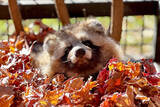 「「埋もれたぬき」って？ 紅葉と一緒のほっこり動物“かわいすぎ”写真館」の画像1