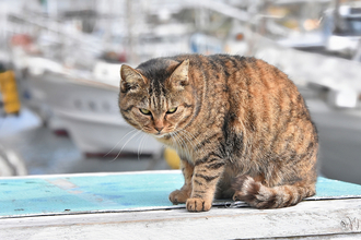 金属工場の“猛毒”六価クロム槽に猫が転落…市役所が明かした「苦情電話の内容」