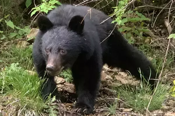 「あだ名は“レジェンド”」血だらけで仕込みを続行…クマ返り討ちにした57歳ラーメン店員の“驚異の強さ”と“その後”