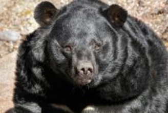 越冬後なのに丸々と太ったクマが…第一人者が警鐘、被害増加する「アーバンベア」の“恐ろしい進化”