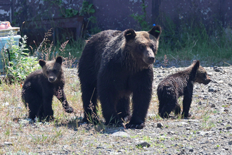 「呆れ果てる」「9条関係ない」日経新聞 自衛隊のクマへの武器使用巡るX投稿に指摘続出…立憲・枝野氏もツッコミ