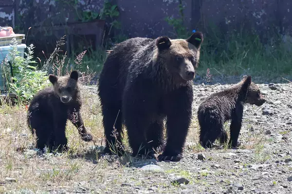 「「生きたまま食われるんだよ」逆転勝訴のクマハンター　“クマとの共存”質問に突きつけた現場のリアルにネット衝撃」の画像