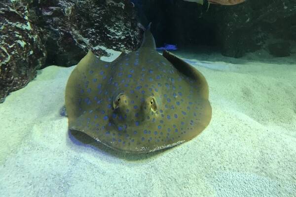 キンプリ平野が答えてくれた実家で飼っているエイの名前 18年11月9日 エキサイトニュース