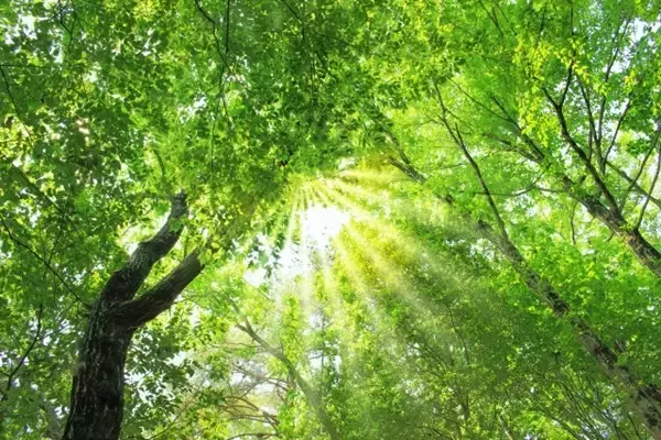 ストレス解消に効果！「樹木呼吸瞑想」でリラックスした時間を