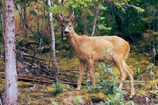 妊婦が犬に噛み殺される 死の直前夫に 怖い犬がいる と 19年11月日 エキサイトニュース