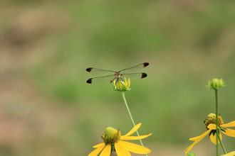 King＆Prince岸優太「僕にはまだ“エロさ”が足りない！」