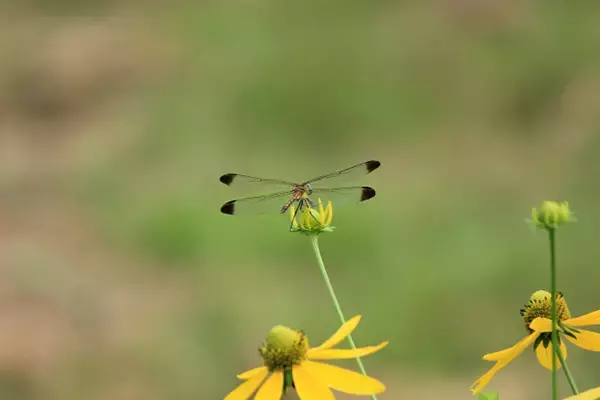 King＆Prince岸優太「僕にはまだ“エロさ”が足りない！」