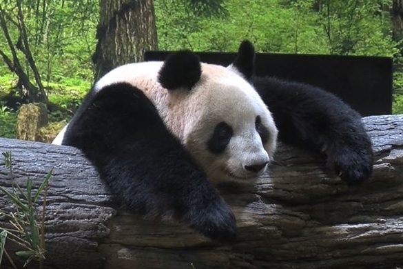 上野動物園のパンダが交尾に成功 大迫力の行為動画に女子アナも赤面 17年3月1日 エキサイトニュース