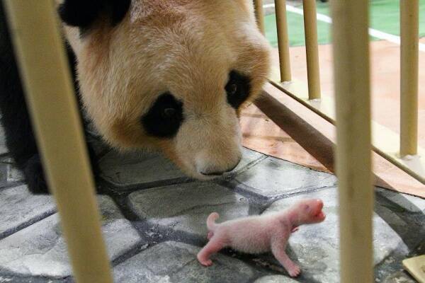 自然界もコロナでベビーブーム 可愛すぎる赤ちゃん動物12 年12月7日 エキサイトニュース