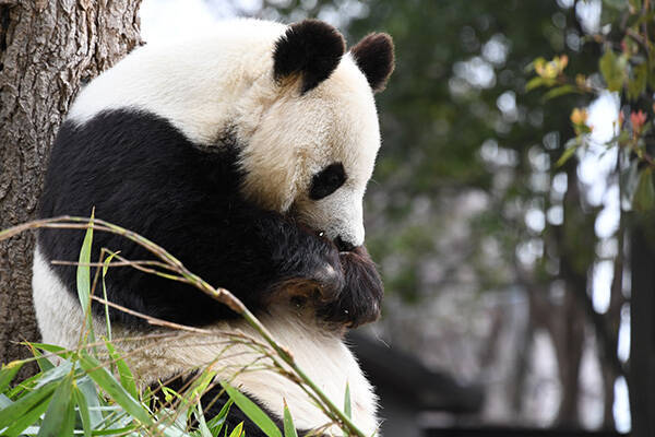 パンダ自身 編集部が選ぶパンダnews上半期ベスト7 21年5月9日 エキサイトニュース