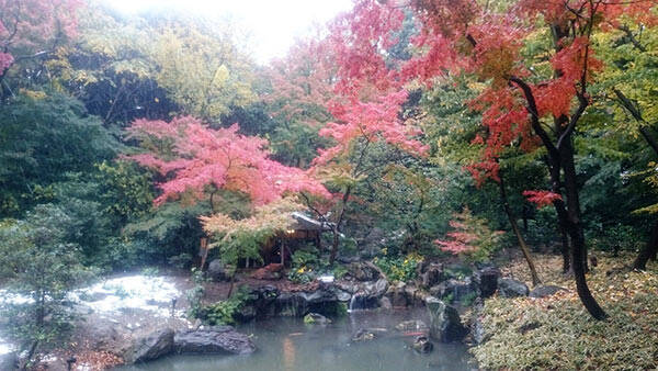 今週の対決 六義園vs 後楽園 紅葉の庭園の軍配は 16年12月5日 エキサイトニュース