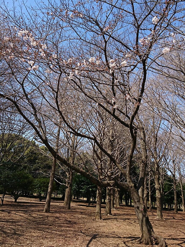 【今週の対決】上野公園vs代々木公園、桜の名所はどっち!?