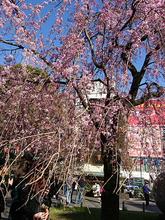 【今週の対決】上野公園vs代々木公園、桜の名所はどっち!?
