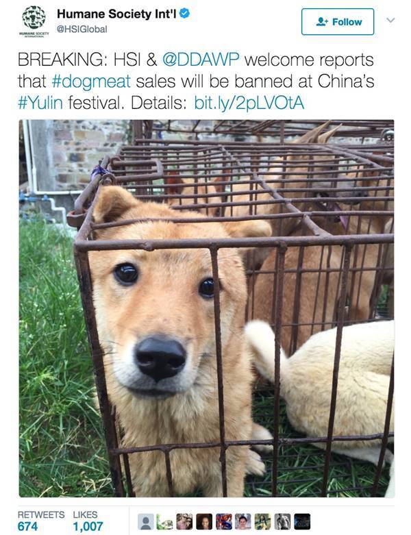 非難浴びる中国の犬肉祭り、今年はついに中止か
