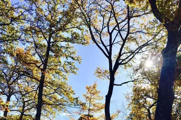 「動物アレルギーの人必見！はちみつを使った症状改善法とは」の画像