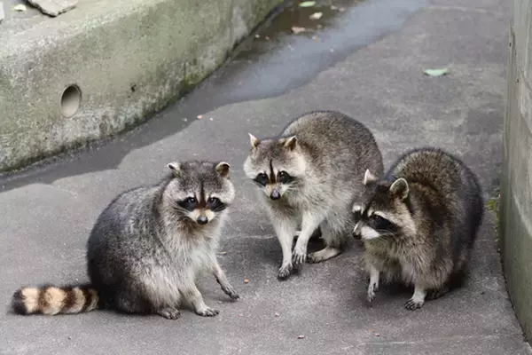 《かわいい顔でも要注意》都会でアライグマが急増、人気声優も遭遇…専門家が警告する“家屋・健康被害”