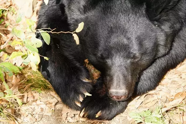 「人間が大勢囲んで大声を…」クマに怖さを学ばせて返す「学習放獣」　担当者が明かした“お仕置き”の中身