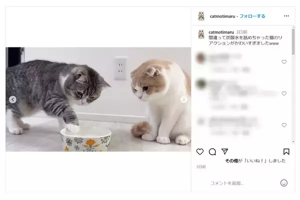 「本当クソ」猫に炭酸水与えた登録者200万人超えYouTuberに批判殺到…病気招く可能性も