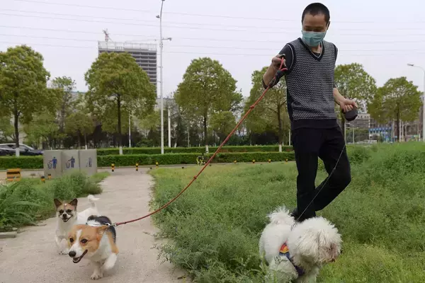 特効薬ナシ、致死率は20％…猫・犬からも感染する“恐怖の出血熱”が全国で拡大中！