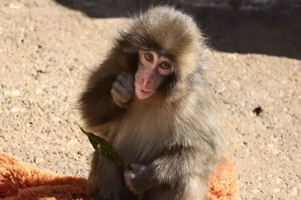 「飼育員の精神状態に課題」サルのパンチ君が大人気・市川市動植物園　飼育員に「撮影禁止」腕章を　担当者に聞いた“深刻な措置理由”