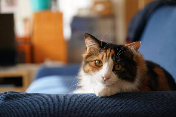 バッグをボロボロにされ、靴の上にうんこ…彼氏の猫に嫌われてた私。最悪の仲から「仲良くなれた」意外なきっかけは