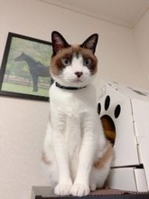 車でひき逃げされ腹膜が破裂していたシャム猫→家猫ライフを満喫する現在の姿に感動