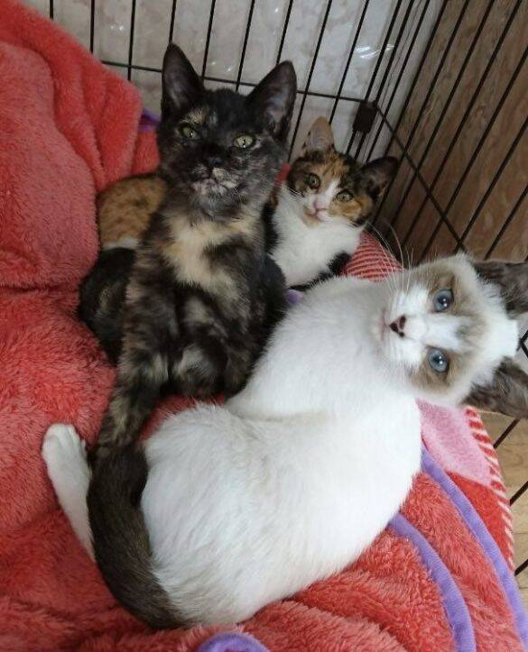 車でひき逃げされ腹膜が破裂していたシャム猫→家猫ライフを満喫する現在の姿に感動