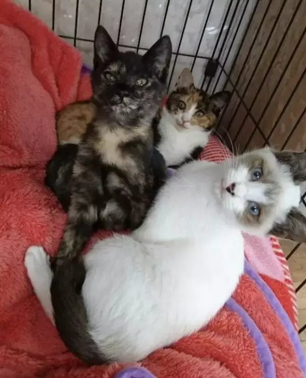 「車でひき逃げされ腹膜が破裂していたシャム猫→家猫ライフを満喫する現在の姿に感動」の画像