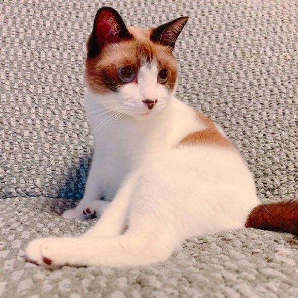 車でひき逃げされ腹膜が破裂していたシャム猫→家猫ライフを満喫する現在の姿に感動