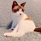 「車でひき逃げされ腹膜が破裂していたシャム猫→家猫ライフを満喫する現在の姿に感動」の画像3