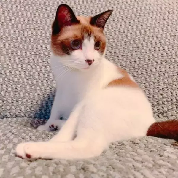 「車でひき逃げされ腹膜が破裂していたシャム猫→家猫ライフを満喫する現在の姿に感動」の画像