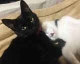 「車でひき逃げされ腹膜が破裂していたシャム猫→家猫ライフを満喫する現在の姿に感動」の画像4