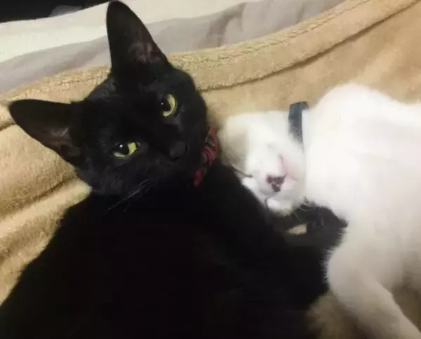 「車でひき逃げされ腹膜が破裂していたシャム猫→家猫ライフを満喫する現在の姿に感動」の画像