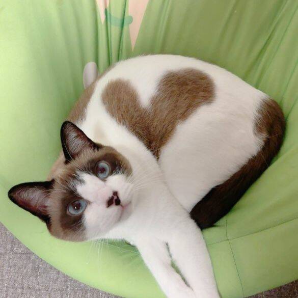 車でひき逃げされ腹膜が破裂していたシャム猫→家猫ライフを満喫する現在の姿に感動