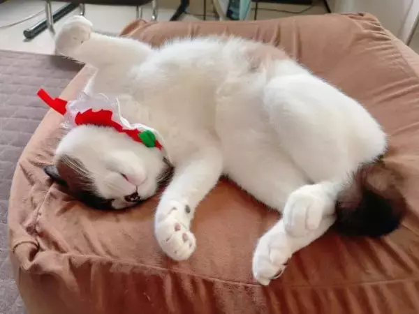 「車でひき逃げされ腹膜が破裂していたシャム猫→家猫ライフを満喫する現在の姿に感動」の画像