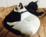 「車でひき逃げされ腹膜が破裂していたシャム猫→家猫ライフを満喫する現在の姿に感動」の画像7