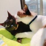 「車でひき逃げされ腹膜が破裂していたシャム猫→家猫ライフを満喫する現在の姿に感動」の画像8