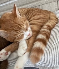 愛猫を亡くして4年。何度も洗ったはずのパジャマに「猫のヒゲ」が…飼い主を驚かせた“不思議な出来事”
