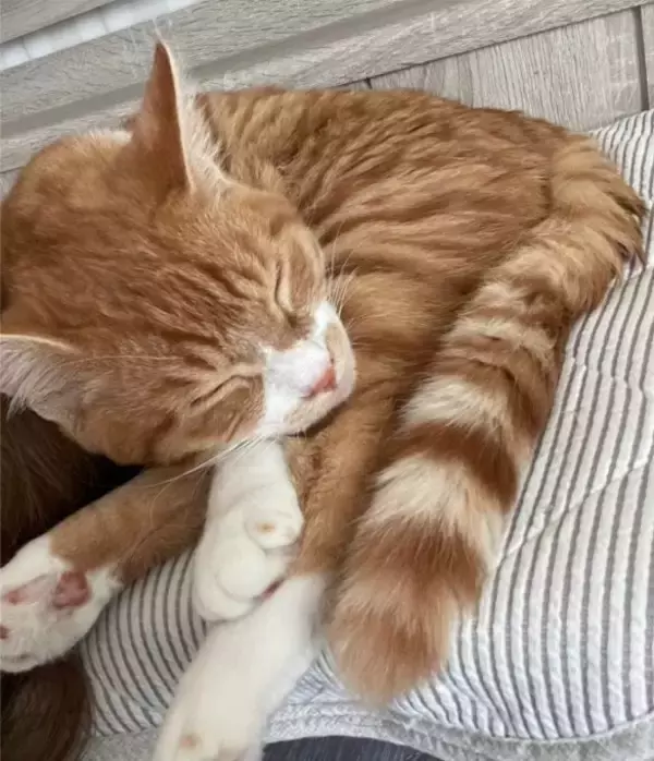 愛猫を亡くして4年。何度も洗ったはずのパジャマに「猫のヒゲ」が…飼い主を驚かせた“不思議な出来事”