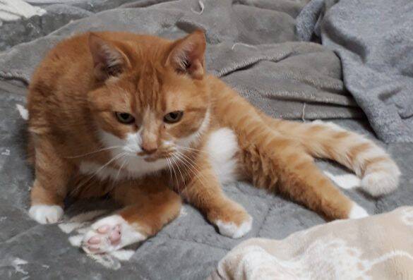 愛猫を亡くして4年。何度も洗ったはずのパジャマに「猫のヒゲ」が…飼い主を驚かせた“不思議な出来事”