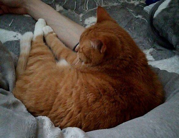 愛猫を亡くして4年。何度も洗ったはずのパジャマに「猫のヒゲ」が…飼い主を驚かせた“不思議な出来事”