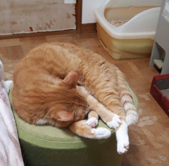 愛猫を亡くして4年。何度も洗ったはずのパジャマに「猫のヒゲ」が…飼い主を驚かせた“不思議な出来事”