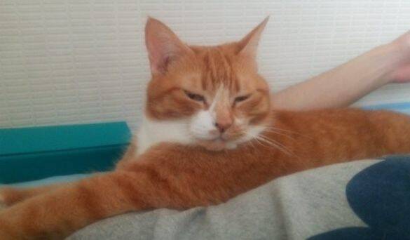愛猫を亡くして4年。何度も洗ったはずのパジャマに「猫のヒゲ」が…飼い主を驚かせた“不思議な出来事”