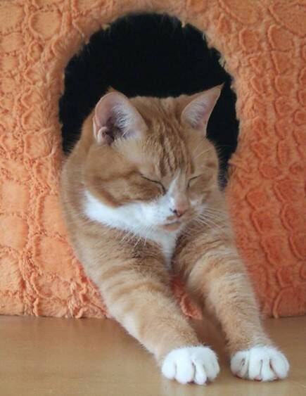 愛猫を亡くして4年。何度も洗ったはずのパジャマに「猫のヒゲ」が…飼い主を驚かせた“不思議な出来事”
