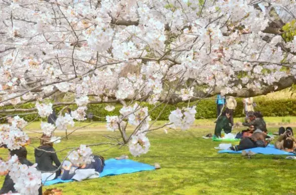 「楽しいお花見」が地獄絵図に…おじさん2人がケーキを投げ合った“しょうもない理由”とは？