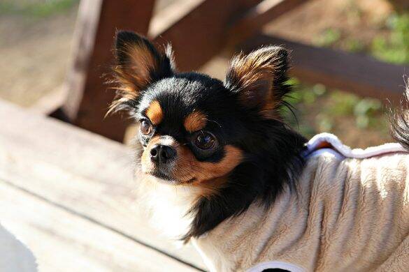 義実家への帰省中、文句も言わず完璧に手伝ってきた私。偶然聞こえてきた義母の本音に大ショック／2024人気記事top5／義実家・家族記事BEST5